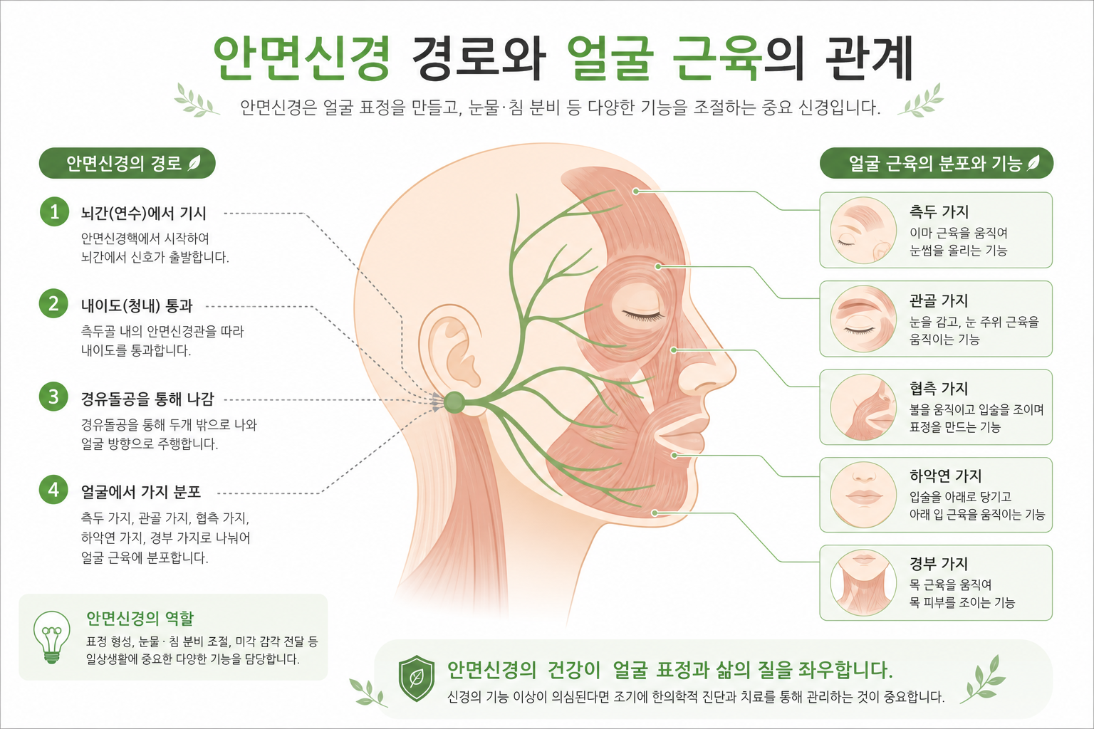 안면신경 경로와 얼굴 근육의 관계를 보여주는 쉬운 해부 인포그래픽 안면마비 침 치료 이미지