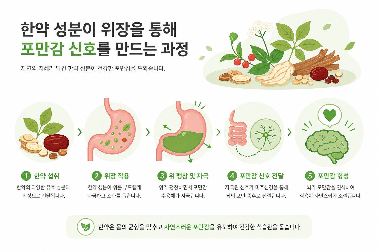 소화기관(위장)을 중심으로 한약 성분이 포만감 신호를 만드는 과정을 친근한 그림체로 표현한 일러스트 이미지