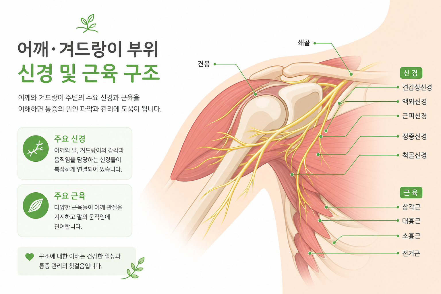 어깨·겨드랑이 부위 신경 및 근육 구조를 쉽게 표현한 해부 개념도(전문적이지 않고 친근한 일러스트 톤) 액와신경 약침 치료 이미지