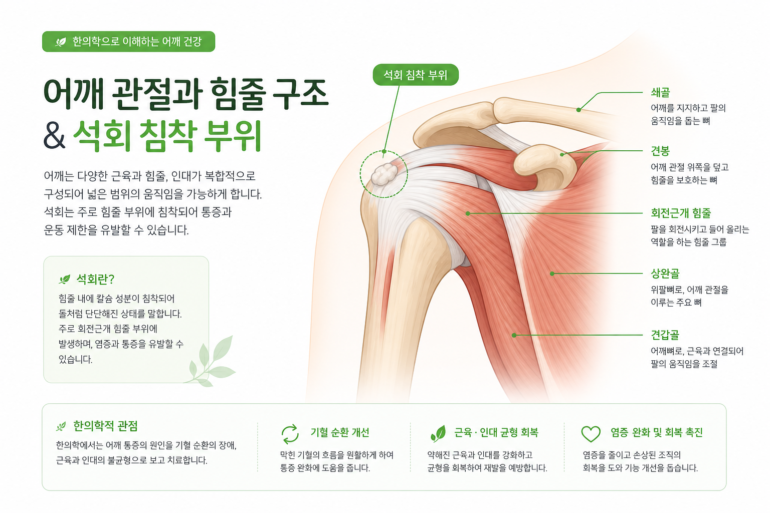 어깨 관절과 힘줄 구조를 보여주는 심플한 해부학적 일러스트, 석회 침착 부위 강조 어깨 석회성건염 한의원 치료 이미지